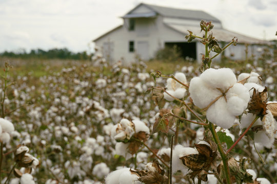 Close-up of a cotton boll with cotton field and barn in the background