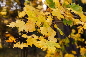 Yellow maple leaves on a branch