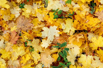 Fallen yellow maple leaves