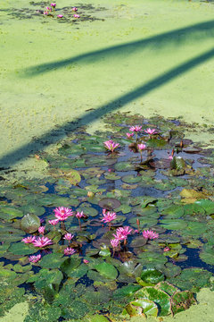 Water lilies, Asia 