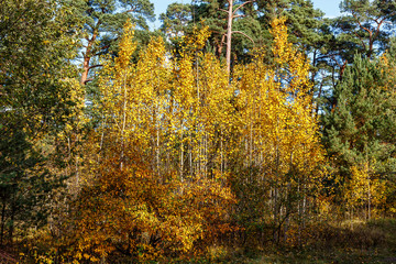 Trees with yellowed leaves