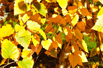 autumn leaves background