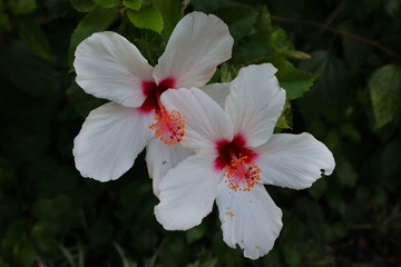 Hibiskus, Blüten