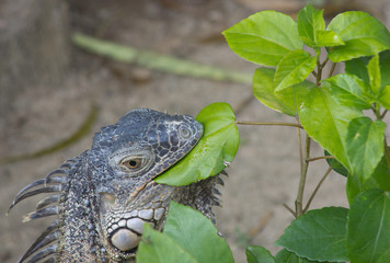 iguana affamata