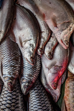 Fish at the market, Luang Prabang, Laos 