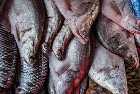 Fish at the market, Luang Prabang, Laos 