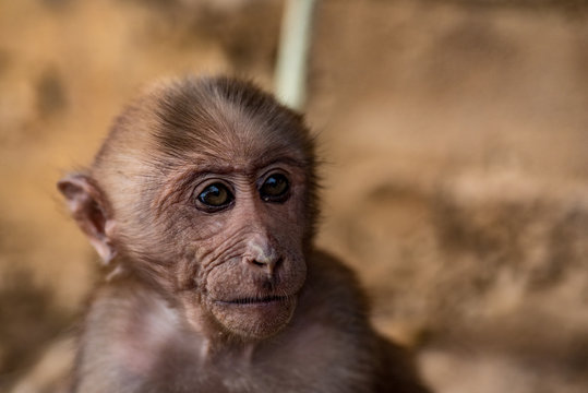 Monkey prisonner as a pet in countryside, Lao PDR 