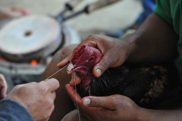 Cockfighting in Laos