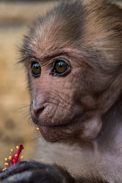 Monkey prisonner as a pet in countryside, Lao PDR 