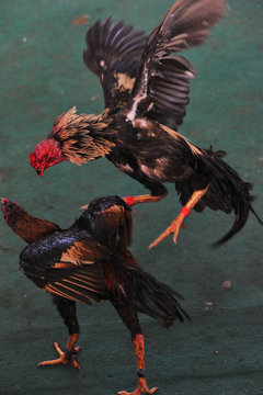 Cockfighting in Laos
