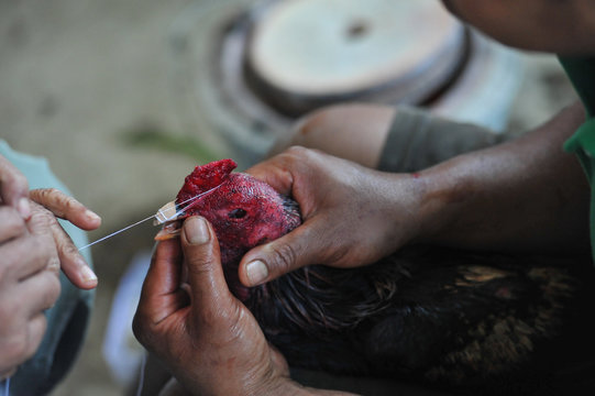 Cockfighting in Laos