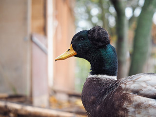Portrait of an unusual duck Drake with a hairstyle
