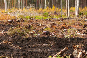 Violation of the environment. Sawn forest.