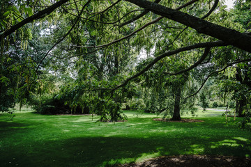 Fototapeta na wymiar Trees, Grass and Sunshine. A Pleasing Typical Woodland View in the Edinburgh Royal Botanic Gardens, Scotland, UK.