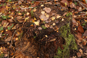 Old stump with mushrooms in a beautiful autumn forest.