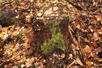 Old stump with mushrooms in a beautiful autumn forest.