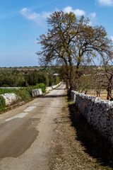 Murgia barese Apulia Italia