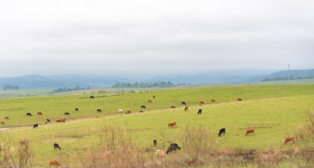 Extensive cattle field and cloudy day 01