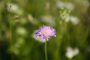 Purple flower in the meadow.