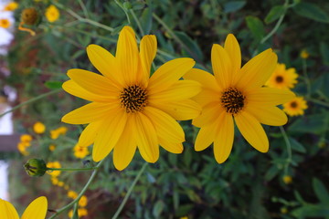 gelbe Blume, Blüte,