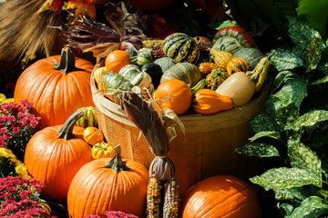 An October Halloween scene showing pumpkins and gourds