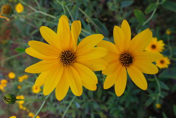 Blume, Strauch, Blüten