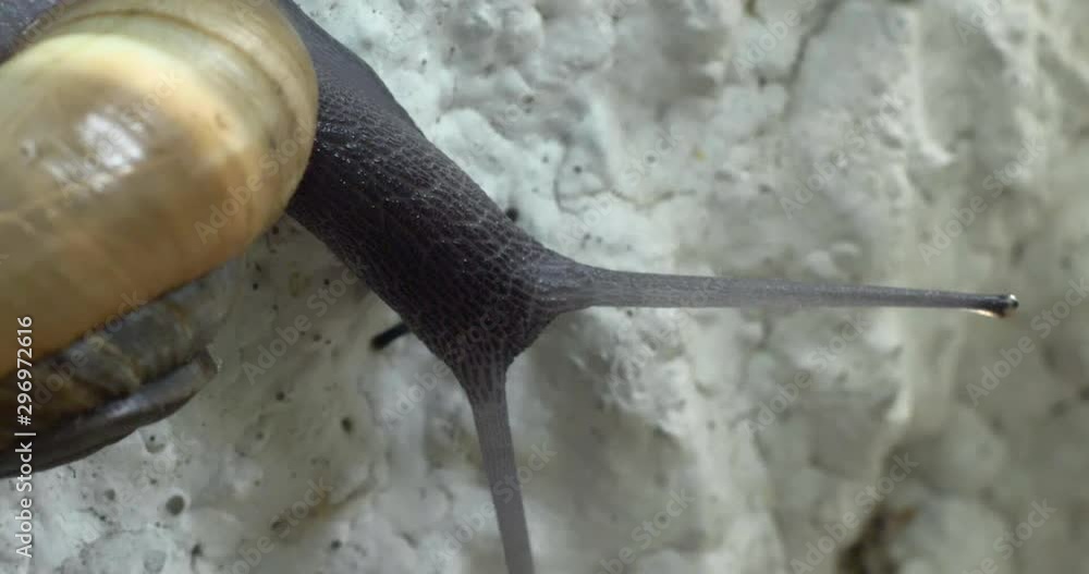 Poster Snail moving in tree trunk. close-up Macro shot.