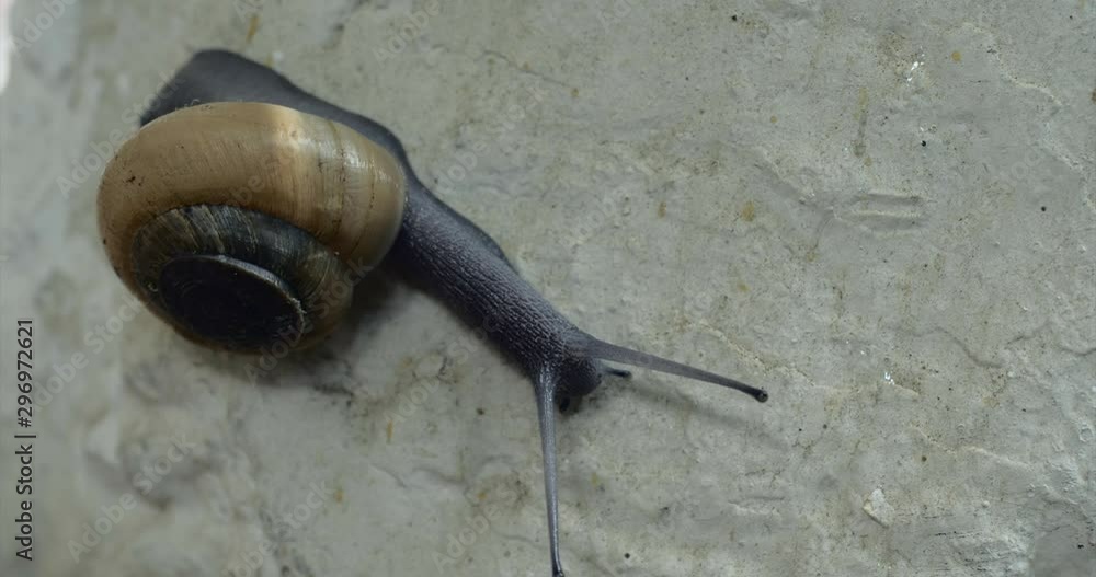Poster Snail moving in tree trunk. close-up Macro shot.