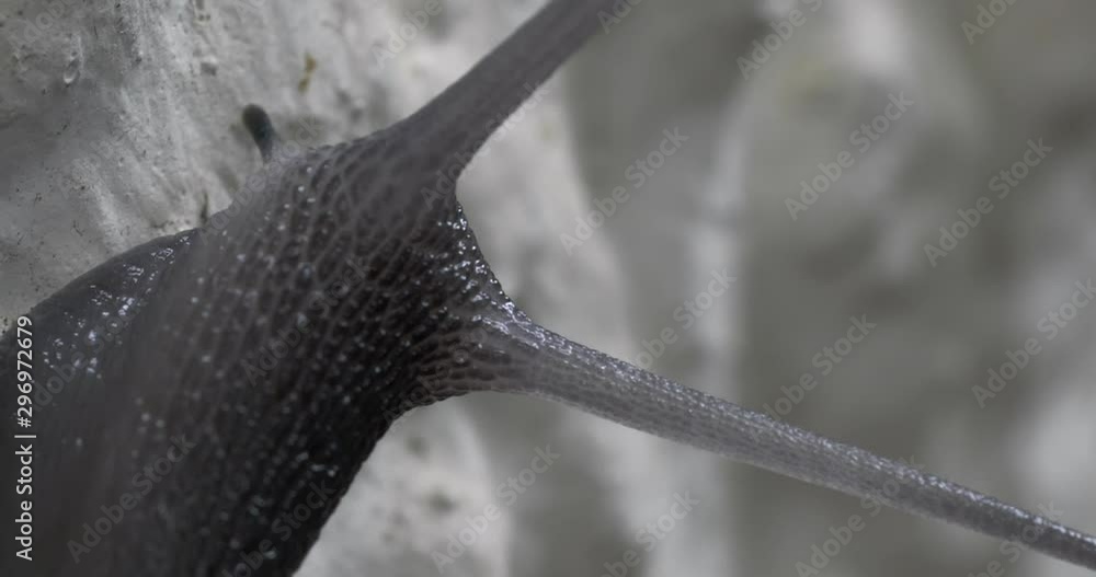 Poster Snail moving in tree trunk. close-up Macro shot.