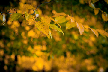 Autumm leave and blurred nature background. Colorful foliage in the park. Falling leaves natural...