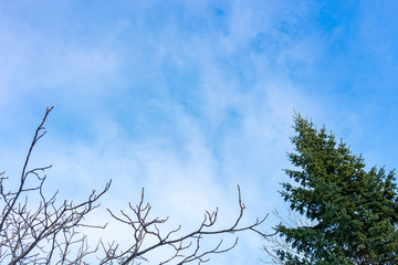 The top of the fir tree on a slightly cloudy autumn or winter day against the blue sky.