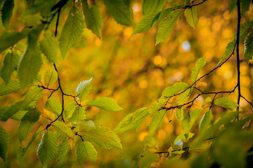 Autumm leave and blurred nature background. Colorful foliage in the park. Falling leaves natural background .Autumn season concept