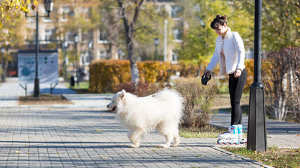 The dog pulls a girl on ice skates. The girl is roller-skating, holding a large white dog by the leash.