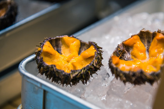 .Fresh Sea Uni Urchin on ice, sell at TSUKIJI, Japan Fish Market, Tokyo, Japan.Raw Uni Urchin Sashimi fresh seafood from Japan