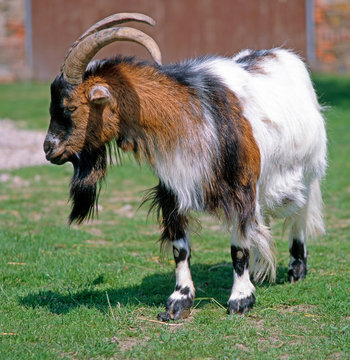 Zwergziege