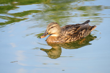 Wild duck is swimming in the water