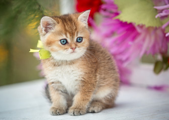 Little fold kitten sits in flowers on the nature