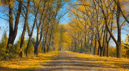 Autumn road among trees with yellow leaves