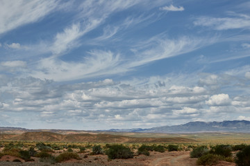 Landscape and plants in the Gobi desert, Mongolia