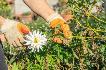 older woman with orange gloves cutting White flower with garden shears
