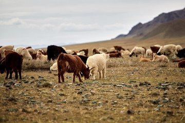 Fluffy cashmere goats on the pastures