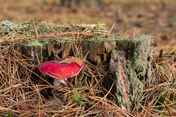 Grzyb w lesie  © Mariusz Stoszewski