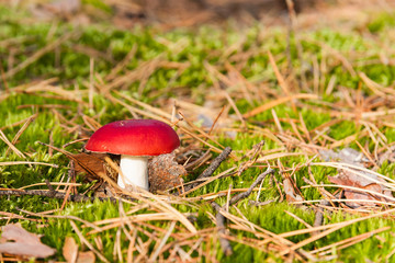 Grzyb w lesie  © Mariusz Stoszewski