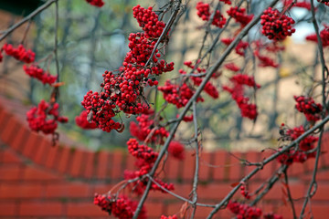 mountain ash brick wall background 