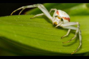 Spinne