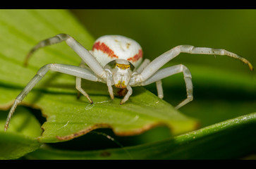 Spinne