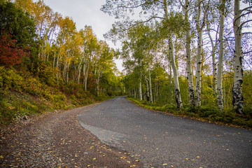 Aspen trees