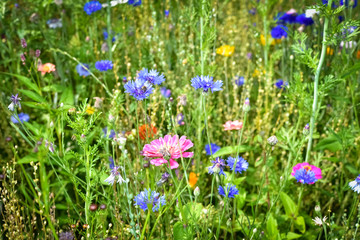 Bunte Wildblumenwiese im Sonnenlicht