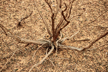 Landscape and plants in the Gobi desert, Mongolia