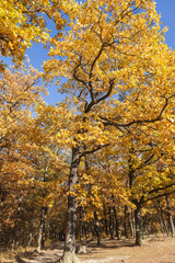 Fototapeta premium edge of the autumn forest